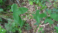 Passiflora hastifolia