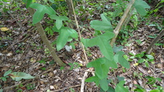 Passiflora hastifolia