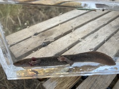 Dicamptodon aterrimus