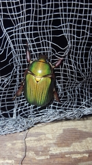 Chrysina lecontei
