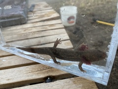 Dicamptodon aterrimus