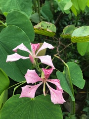 Bauhinia monandra
