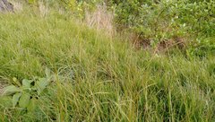 Microlaena stipoides