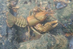 Cambarus girardianus