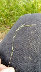 Microlaena stipoides