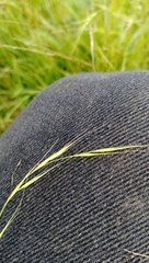 Microlaena stipoides