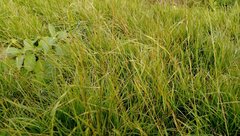 Microlaena stipoides