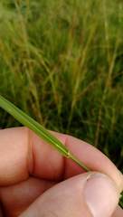 Microlaena stipoides