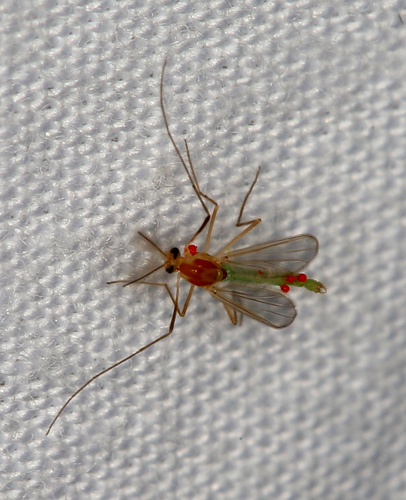 iNaturalist observation photo of Tanytarsini