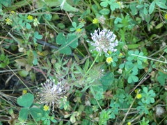 Trifolium obtusiflorum