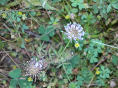 Trifolium obtusiflorum