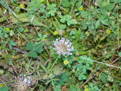 Trifolium obtusiflorum