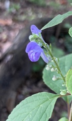 Scutellaria incana