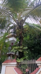 Cocos nucifera