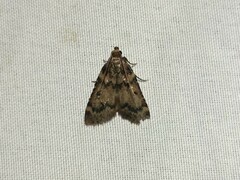 Aglossa disciferalis