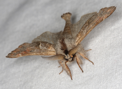 iNaturalist observation photo of Clostera