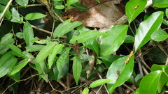 Libytheana carinenta
