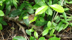 Libytheana carinenta