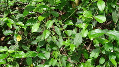 Libytheana carinenta