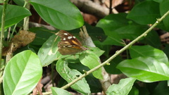 Libytheana carinenta