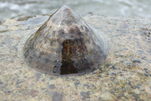 Cellana grata