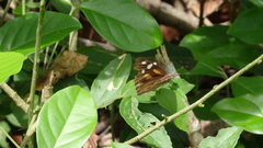 Libytheana carinenta