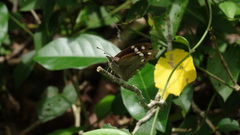 Libytheana carinenta