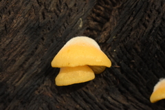 Crepidotus brunswickianus
