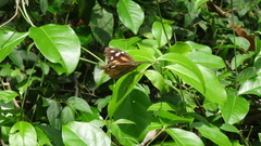 Libytheana carinenta