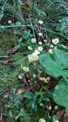 Splachnum luteum