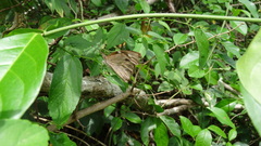 Libytheana carinenta