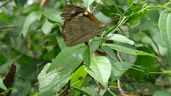 Libytheana carinenta