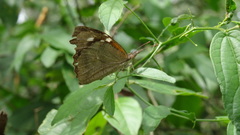 Libytheana carinenta