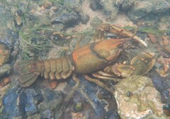 Cambarus girardianus