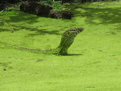 Varanus niloticus