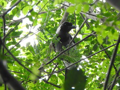 Cyanocorax
