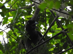 Cyanocorax