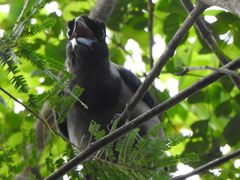 Cyanocorax