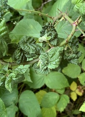 Phylloplecta tripunctata