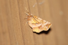 Selenia alciphearia