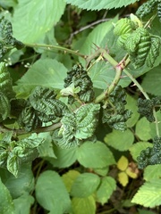 Phylloplecta tripunctata