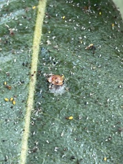 Dinocampus coccinellae