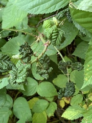 Phylloplecta tripunctata