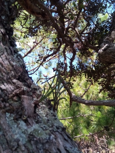 Angraecum popowii image