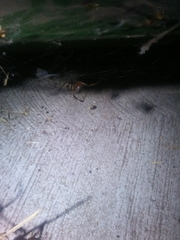 Latrodectus geometricus
