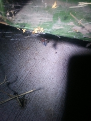 Latrodectus geometricus
