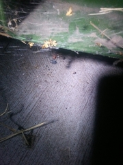 Latrodectus geometricus