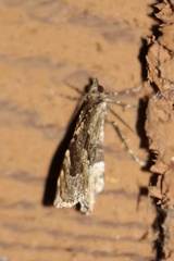 Ceratodalia
