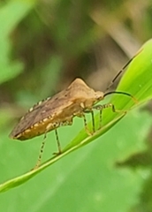 Anasa repetita