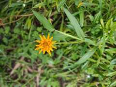 Wedelia acapulcensis